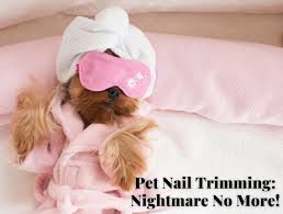 pet nail trims mother lode veterinary