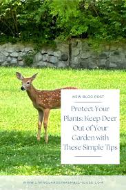 keep the deer from eating the plants in