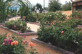 Strolling The Albuquerque Rose Garden