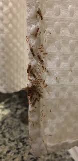 flying ants on shower curtain picture