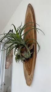 Air Plants Hanging Wooden Wall Decor