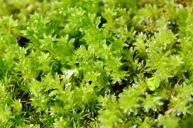 19 types of mosses for your garden