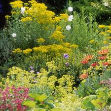 Tiny brilliantly colored flowers bloom for months starting in late spring. Time To Plant Perennials But Choose Flowers That Get Along