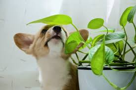 Common Plants Are Poisonous For Dogs
