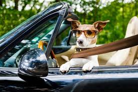 10 best cars for dog owners most dog