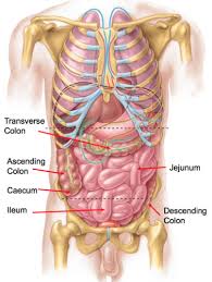 jejunum ileum large intestine