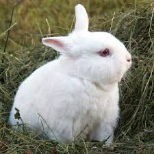 What Breed Is My Rabbit Lafeber Co Small Mammals
