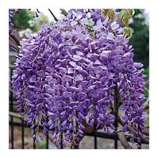 Blue moon wisteria will grow to be about 30 feet tall at maturity, with a spread of 24 inches. Amazon Com Beautiful Blue Moon Wisteria Vine Plant Attracts Hummingbirds Potted Plant Fragrant Flowers In Dormancy 1 2 Feet Garden Outdoor