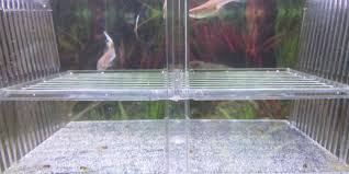 How To Dramatically Increase Growth Rate Of Guppy Fry