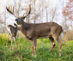Animal groups and babies often have strange names. Deer Spirit Animal Deer Totem Meaning