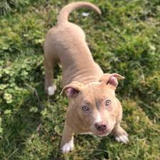 The blue nose of these pups is caused by a recessive gene. Pitbull Puppies For Sale American Pitbull Terrier Breeding Centre Pitbull Forest House
