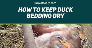 How To Keep Duck Bedding Dry