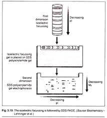 Electrophoresis Meaning Definition And Classification