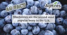 which-state-produces-the-best-blueberries