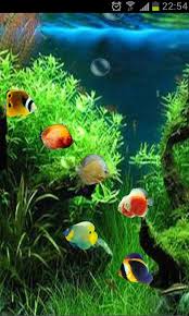If you own an iphone mobile phone, please check the how usually free wallpaper websites are for personal use only. 3d Fish Wallpaper For Mobile 480x800 Download Hd Wallpaper Wallpapertip