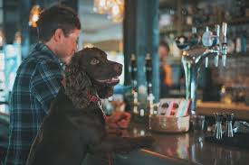 discovering dog friendly restaurants in