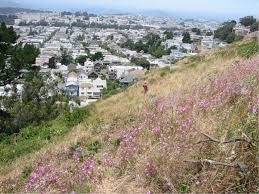 San Francisco Biophilic Cities
