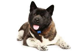 Have been vet checked and will. Akita Puppies For Sale In Sacramento California Adoptapet Com