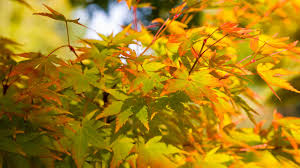 varieties of anese maples 10 show