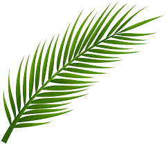 palm tree leaf 15100099 png