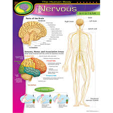 The Human Body Nervous System Chart Kool Child