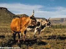 Image result for How Much Does Lobola Cost In South Africa