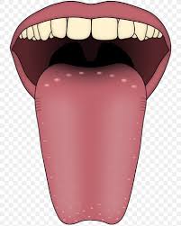 Tongue Map Transient Lingual Papillitis Taste Bud Png