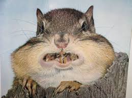 Image result for squirrel acorn