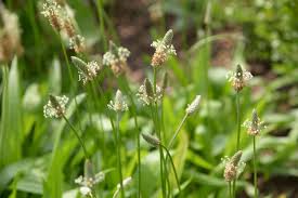 35 common weeds in lawns and gardens