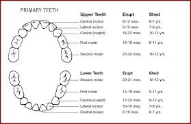 Primary Tooth Chart Margarethaydon Com
