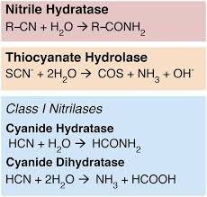 Extant Cyanide Hydrolyzing Enzyme Diversity