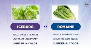 iceberg lettuce vs romaine flavors