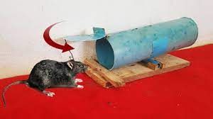 Diy rat trap, arkansas city, kansas. How To Make Rat Mouse Trap From Pvc Pipe Youtube
