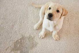 pet stains urine and odor removal