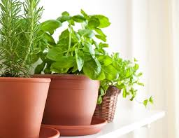 easy herb garden ideas for pots and