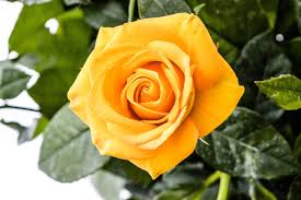Rose is a perennial plant, shrubby, granular, flowery plant that contains very beautiful scented flowers. 350 Yellow Rose Pictures Hd Download Free Images On Unsplash