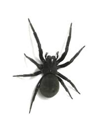 The 11 Most Common And Deadly Spiders In The U S Black