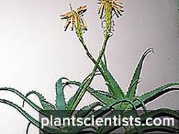 Nama saintifik untuk lidah buaya atau aloe vera ialah aloe vera linn dari keluarga liliaceae. Aloe Dendritic Stoletnik Sifat Berguna Dan Curatif Permohonan Rannik Alliance