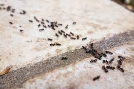 signs of ant infestation and how to
