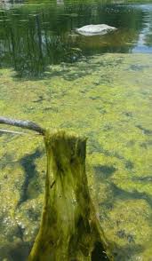 filamentous algae longer lasting