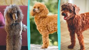 poodles and their mix breeds