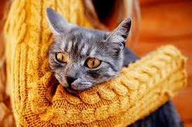 cat diarrhea causes treatments for