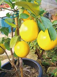 レモンの近縁種の一つ、シトロンの別名が 枸櫞 （ くえん ） で、クエン酸の名はこれに由来する。 2r5outzftmiogm