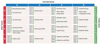 Codonchart Gif Codon Chart The Amino Acid Arginine A Codon