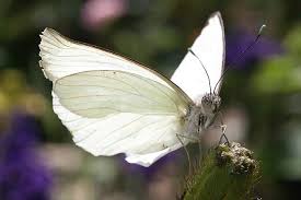   Les amours du papillon blanc Images?q=tbn:ANd9GcT3grbF4-zeCcQgdtt4pwjhgzzb4L4DA74K_e9wtkeB30ic26Db