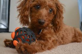 dachshund and poodle mix