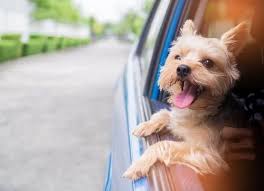 remove dog hair from your car carpet