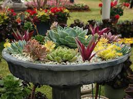 Potted Succulent Gardens World Of