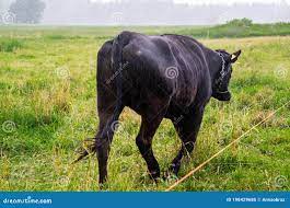 大黑牛在户外野外放牧库存图片. 图片包括有牛奶店, 本质, 土气, 春天, 问题的, 横向, 夏天- 198429685