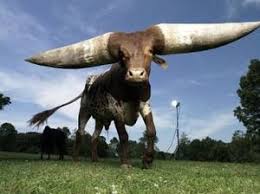 Image result for Rachel Jarrot or Rocky the fag hag, California Cow or ...Why do some people calling other people gay for little stupid ..Rachel Jarrot, cow to buffalo and can fly and how?